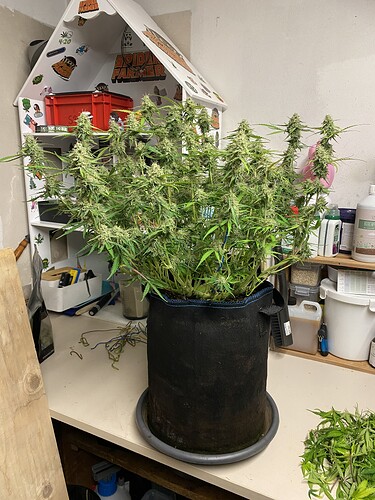 Growreport Bild 8