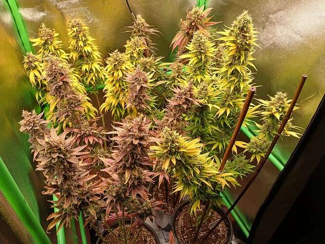 Growreport Bild 1