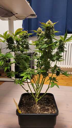 Growreport Bild 31
