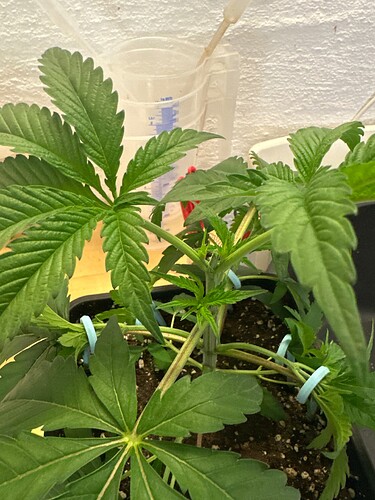 Growreport Bild 95
