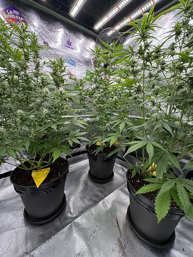 Growreport Bild 35