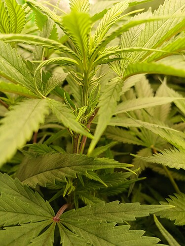 Growreport Bild 1