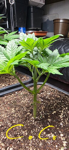 Growreport Bild 4