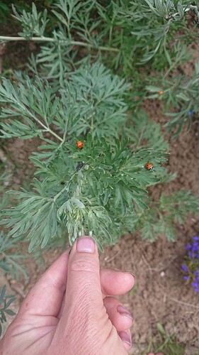 Growreport Bild 101