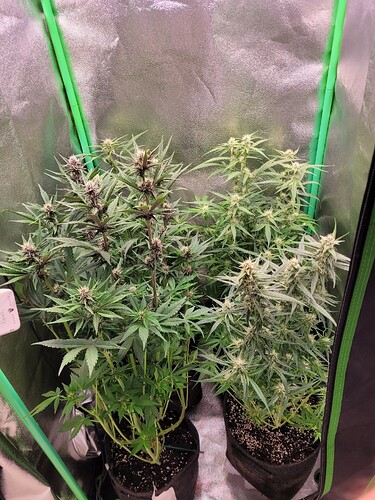 Growreport Bild 4