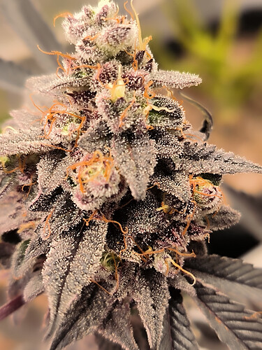 Growreport Bild 23