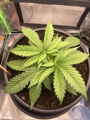 Growreport Bild 5