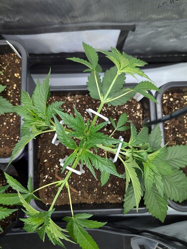Growreport Bild 1