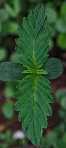 Growreport Bild 15