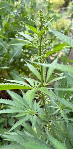 Growreport Bild 3