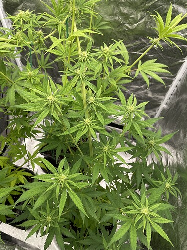 Growreport Bild 3