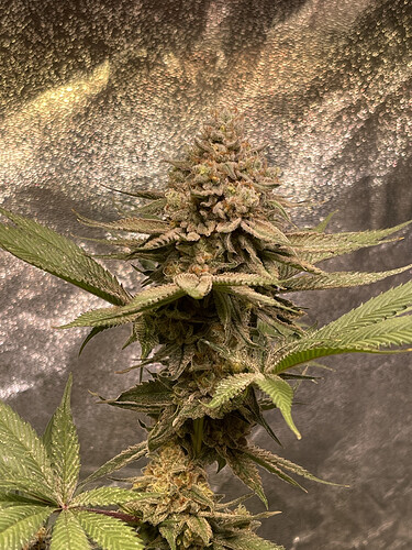 Growreport Bild 11