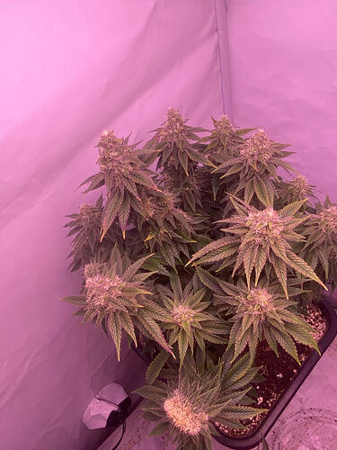 Growreport Bild 12