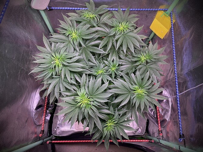 Growreport Bild 4