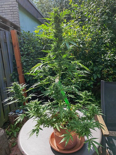 Growreport Bild 2