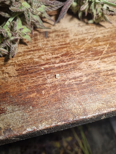 Nahaufnahme von Cannabis-Buds und Samen auf einer Holzoberfläche.