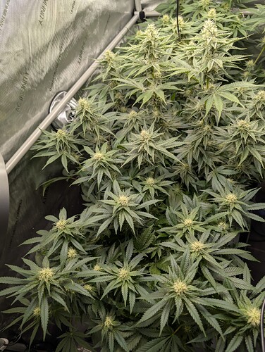 Growreport Bild 2