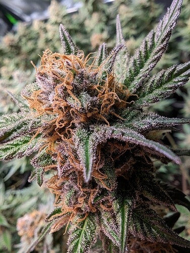 Growreport Bild 3