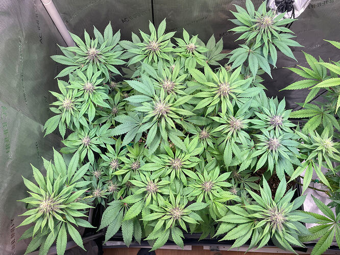Growreport Bild 4