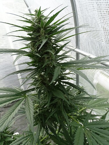 Growreport Bild 11