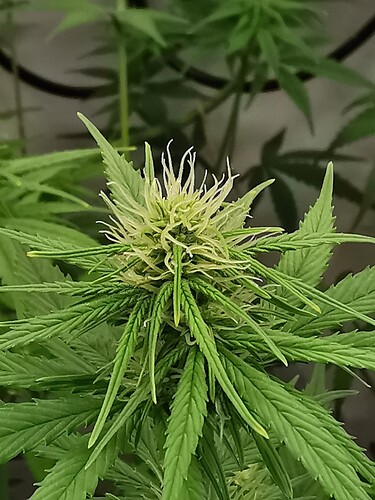 Growreport Bild 7