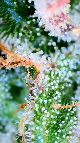Growreport Bild 20