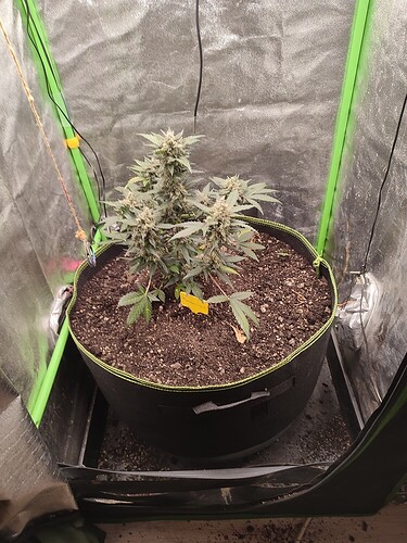 a9cc02fddb758f2170faa1a6827d038712501d90_2_750x1000