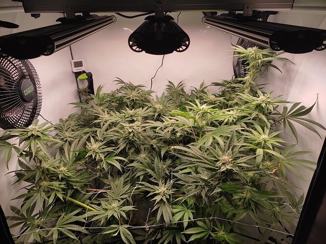 Growreport Bild 29
