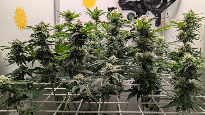 Growreport Bild 19