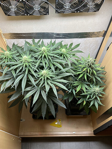Growreport Bild 4