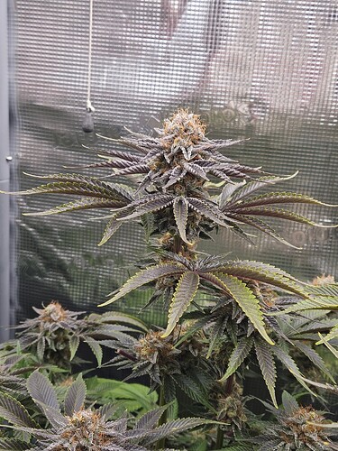 Growreport Bild 5