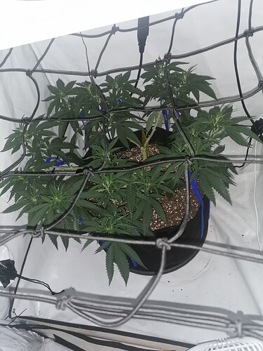 Growreport Bild 8