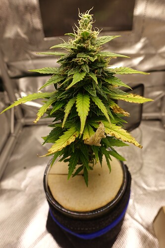 Growreport Bild 2