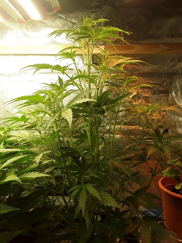 Growreport Bild 30