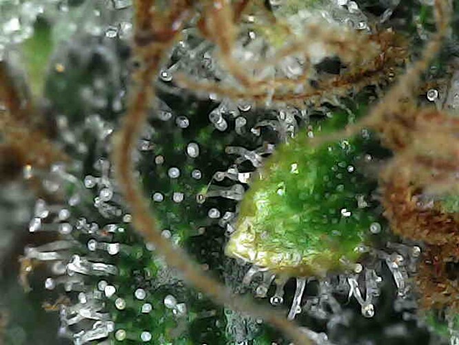Growreport Bild 9