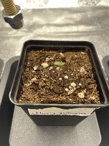 Growreport Bild 3
