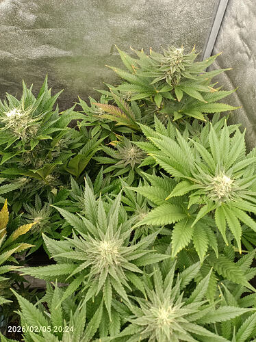 Growreport Bild 11