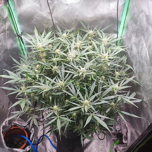 Growreport Bild 6