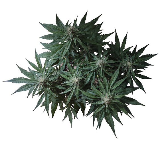 Growreport Bild 8