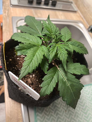 Growreport Bild 1