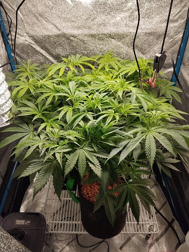 Growreport Bild 5