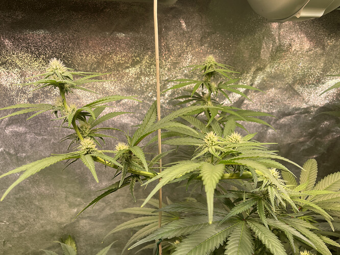 Growreport Bild 3