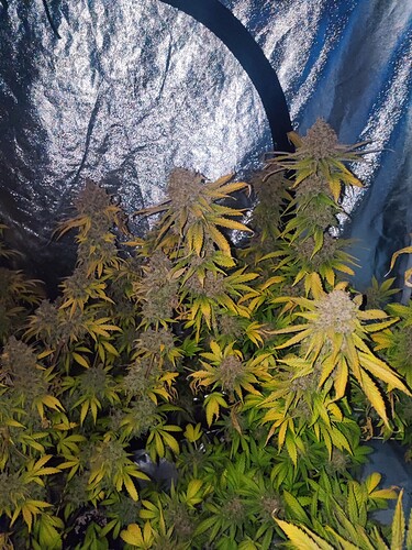 Growreport Bild 62