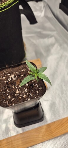 Growreport Bild 3