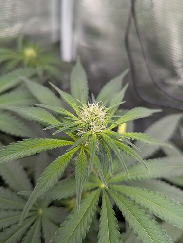 Growreport Bild 2