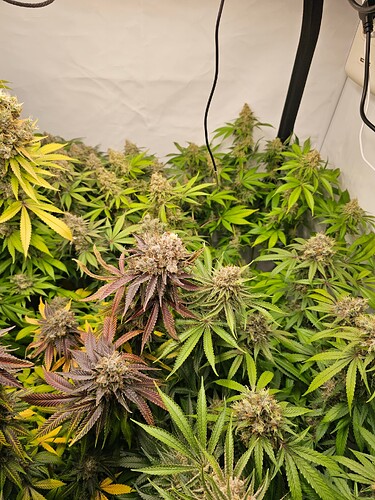 Growreport Bild 3