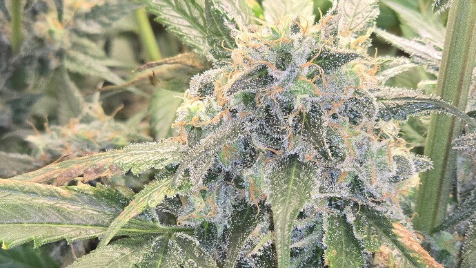 Growreport Bild 13