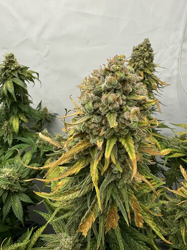 Growreport Bild 5