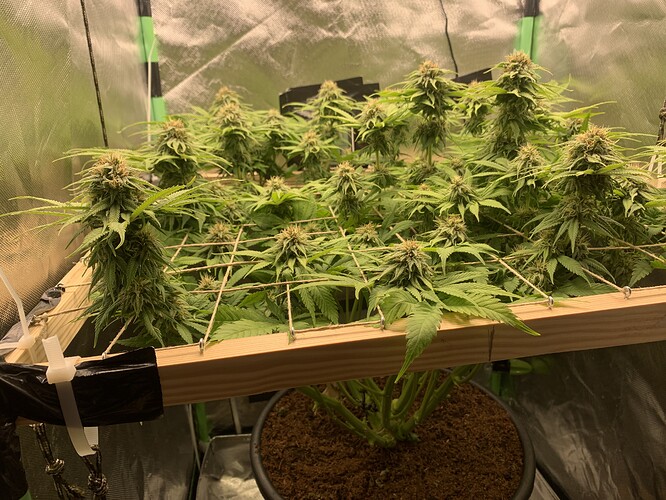 Growreport Bild 1