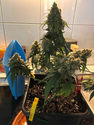 Growreport Bild 1